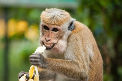 Macaque